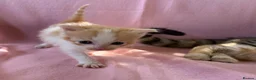 Mixed Breed cats for sale: Beautiful kittens  - Advert 7