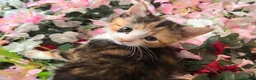 Mixed Breed cats for sale: Kittens for sale  - Advert 3