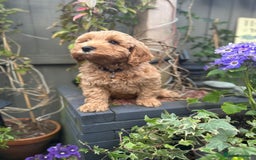 Cockapoo dogs for sale: Male 2 year old cockapoo  - Image 11