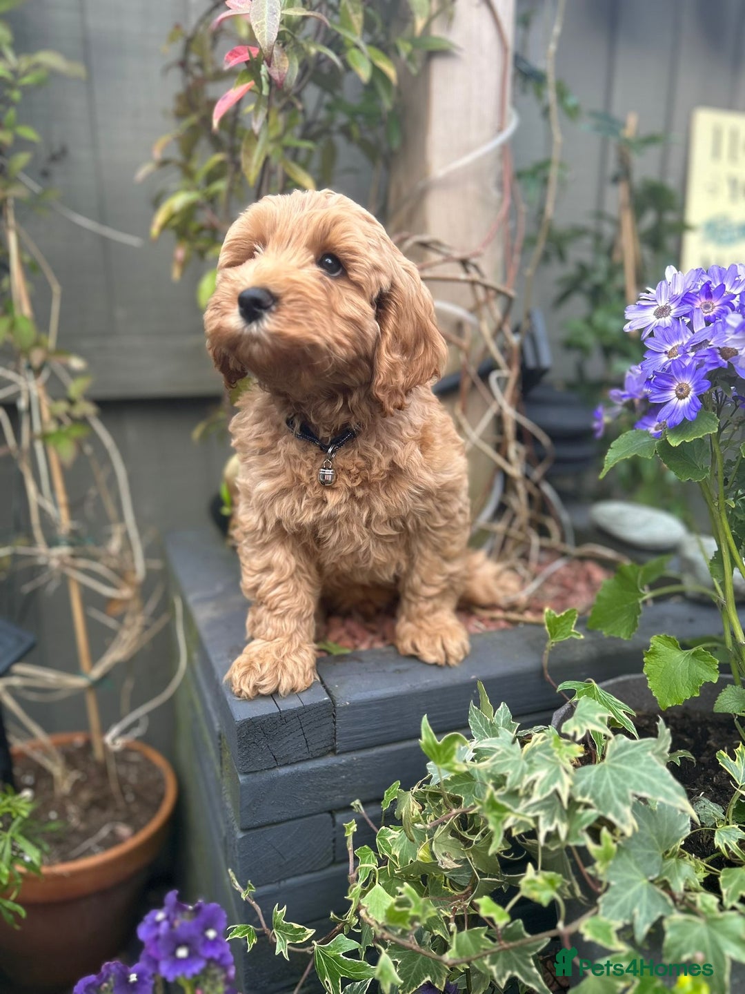 Cockapoo dogs for sale: Male 2 year old cockapoo  - Image 11