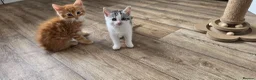 Mixed Breed cats for sale: Maine coon kittens available - Advert 5