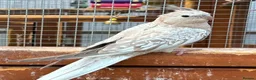 Cockatiels birds for sale: Two Beautiful Cockatiels in Harwich - Advert 2