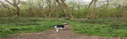 Mixed Breed dogs for sale: CANE COLLIE hybrid  - Advert 4