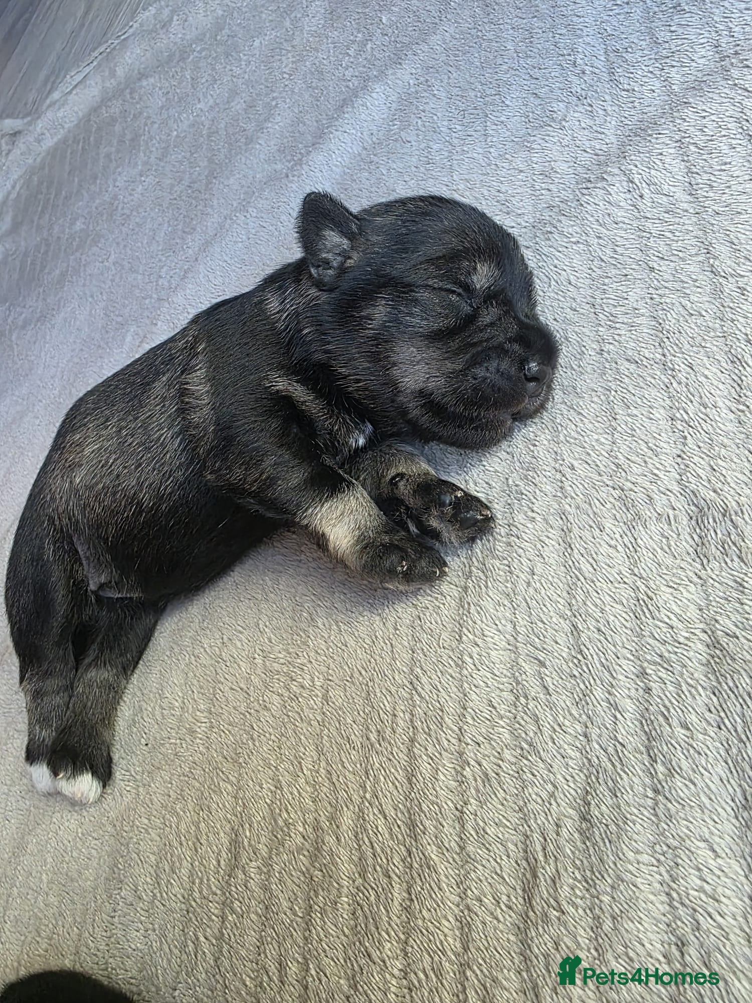Miniature Schnauzer dogs for sale: Outstanding Miniature Schnauzer puppies - Advert 5