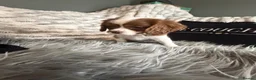 Cavalier King Charles Spaniel dogs for sale: KC REG EXCEPTIONAL EXTENSIVELY HEALTH TESTD PUPS  - Advert 12