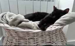 Domestic Shorthair cats for sale: Pretty Black Female Cat - Image 4
