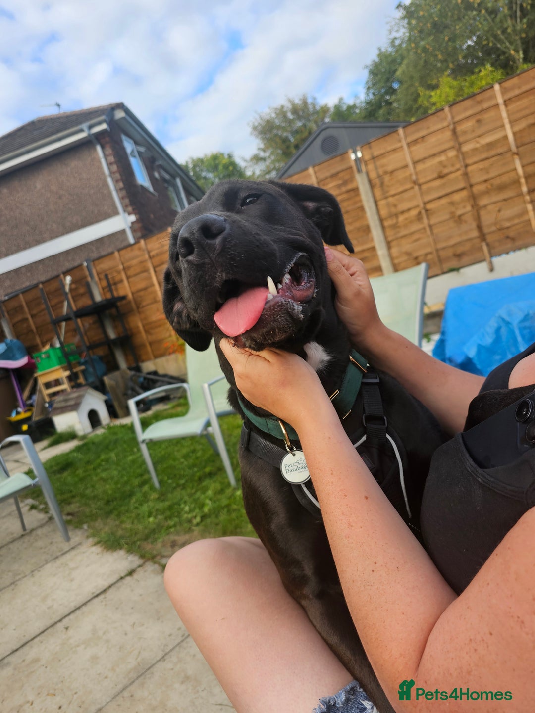 Mixed Breed dogs for sale: Rehome luna - Image 2
