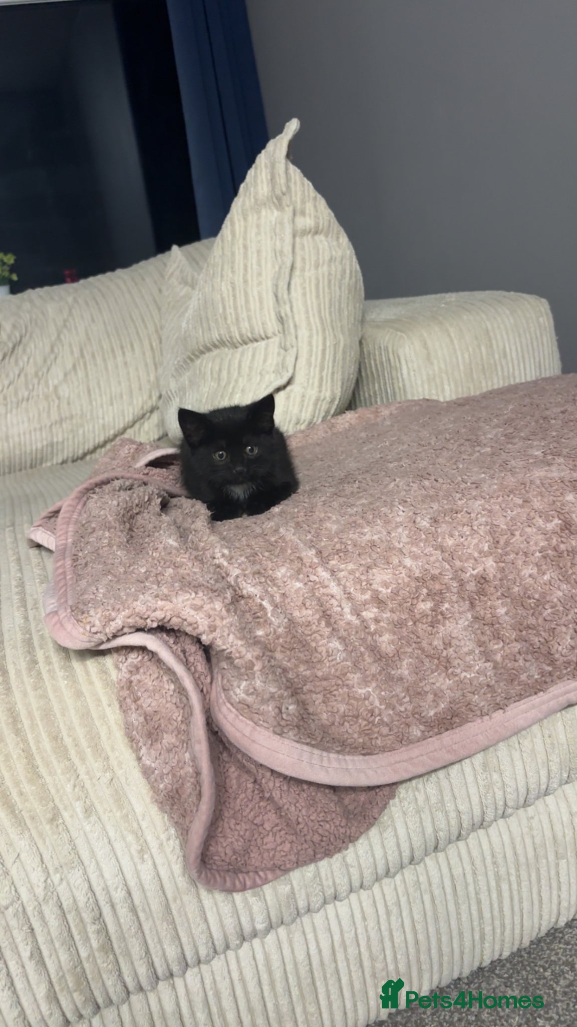 Mixed Breed cats little kitten available  - Advert 2