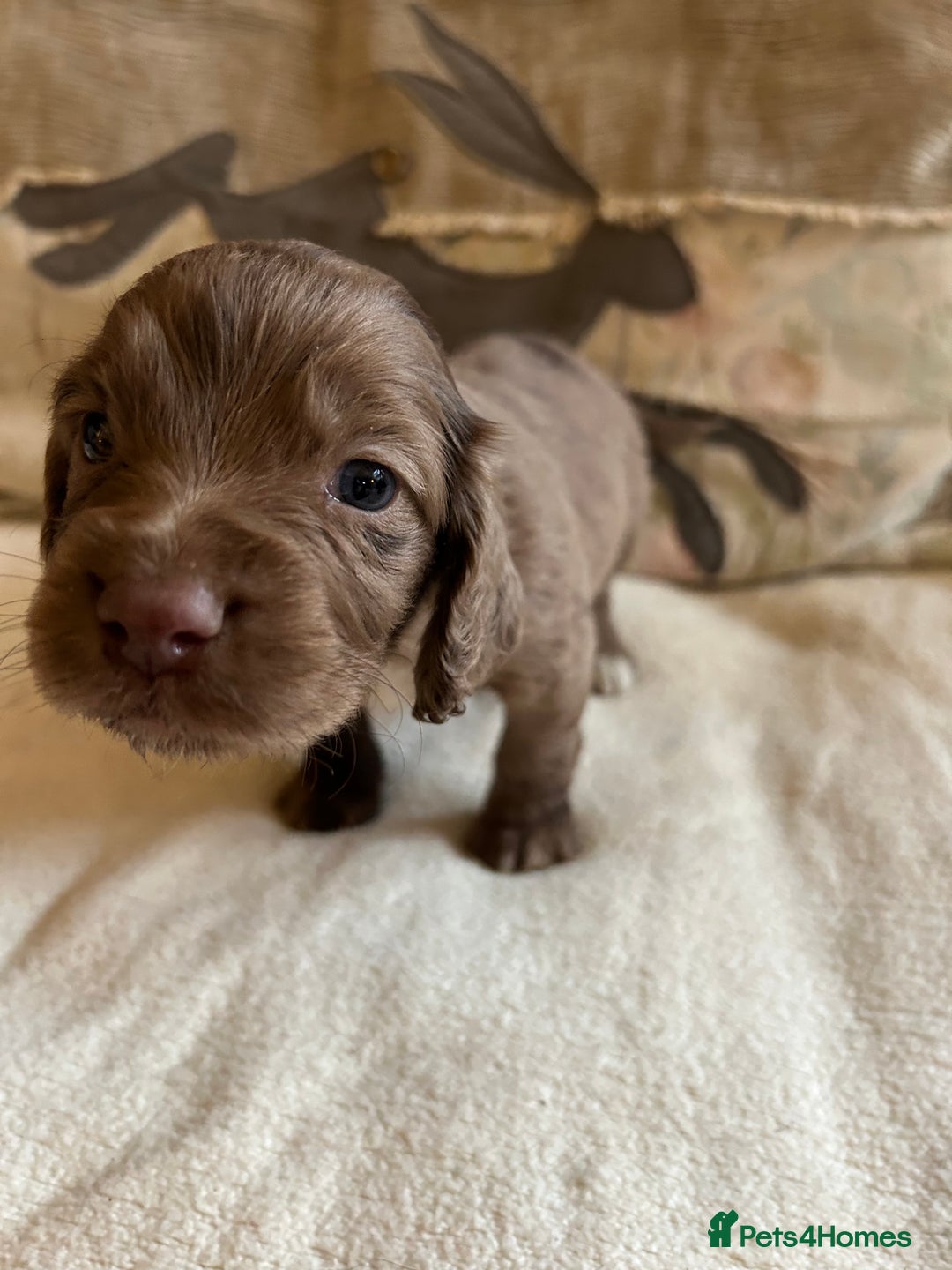 Cocker Spaniel dogs for sale: STUNNING WORKING COCKER SPANIEL PUPS - Advert 25