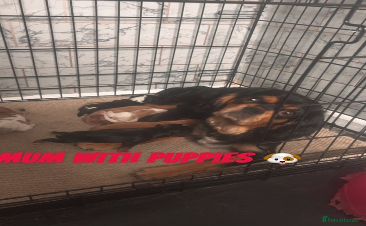 Cavalier King Charles Spaniel dogs - Advert 1