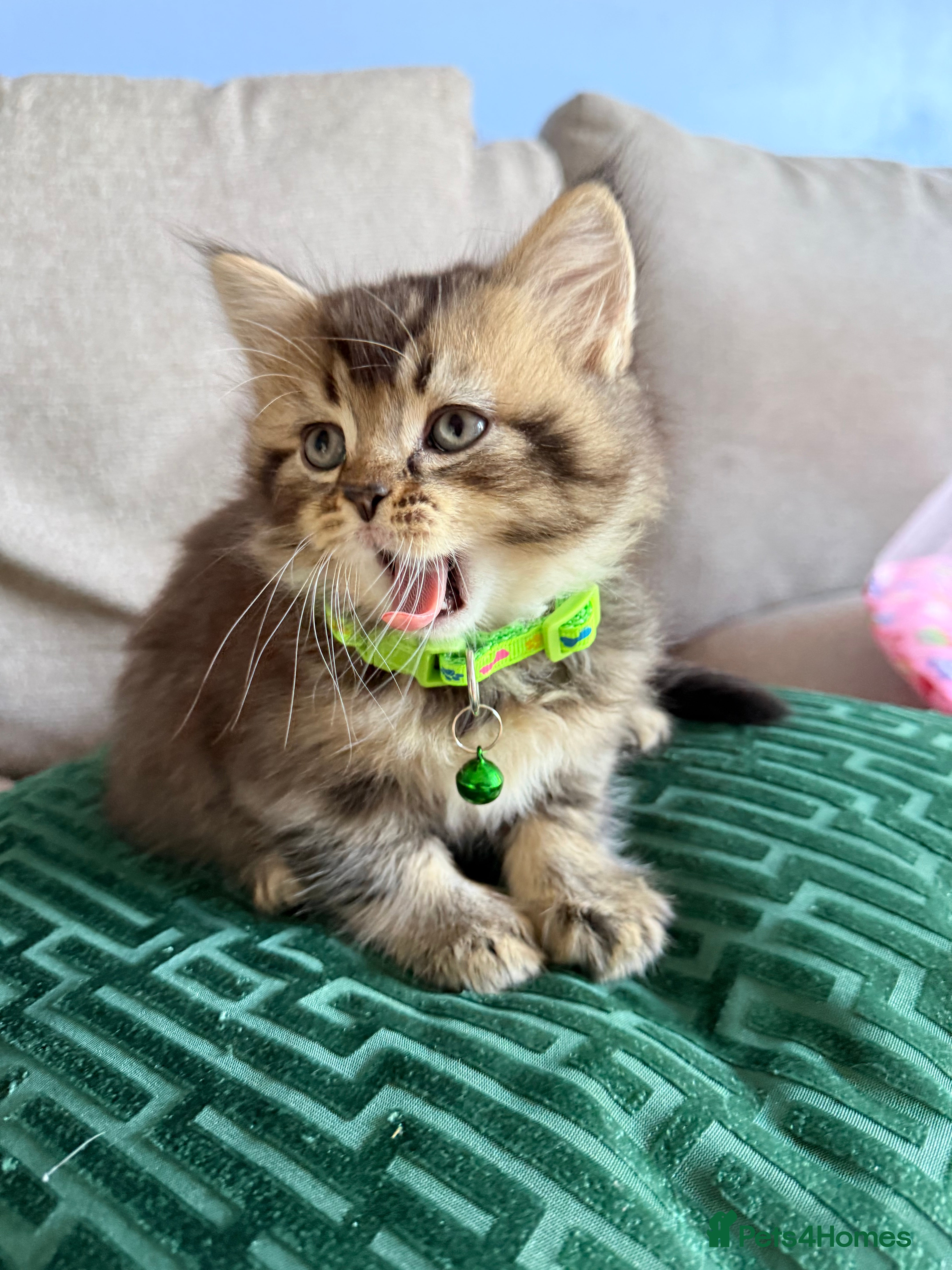Scottish Fold cats  * Beautiful Scottish Straight Kittens for Sale! - Advert 15