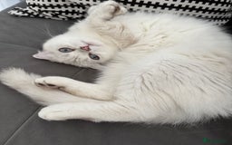 Scottish Fold cats for sale: White Scottish Fold Female looking for loving home - Image 7