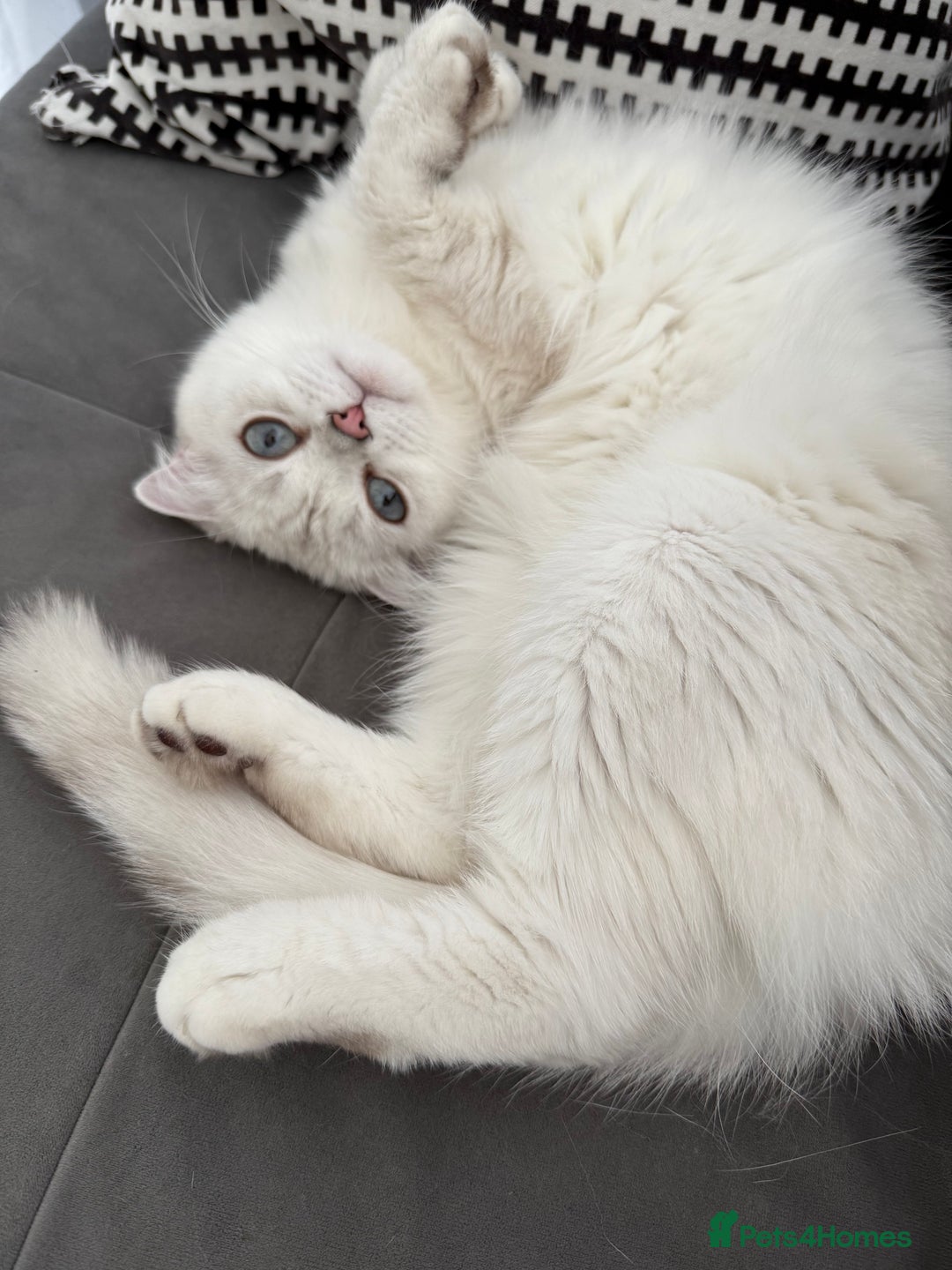 Scottish Fold cats for sale: White Scottish Fold Female looking for loving home - Image 7