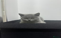 British Shorthair cats for sale: Beautiful british short hair/scottish folds - Image 3