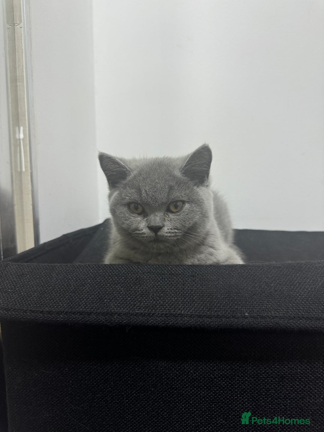 British Shorthair cats for sale: Beautiful british short hair/scottish folds - Image 3