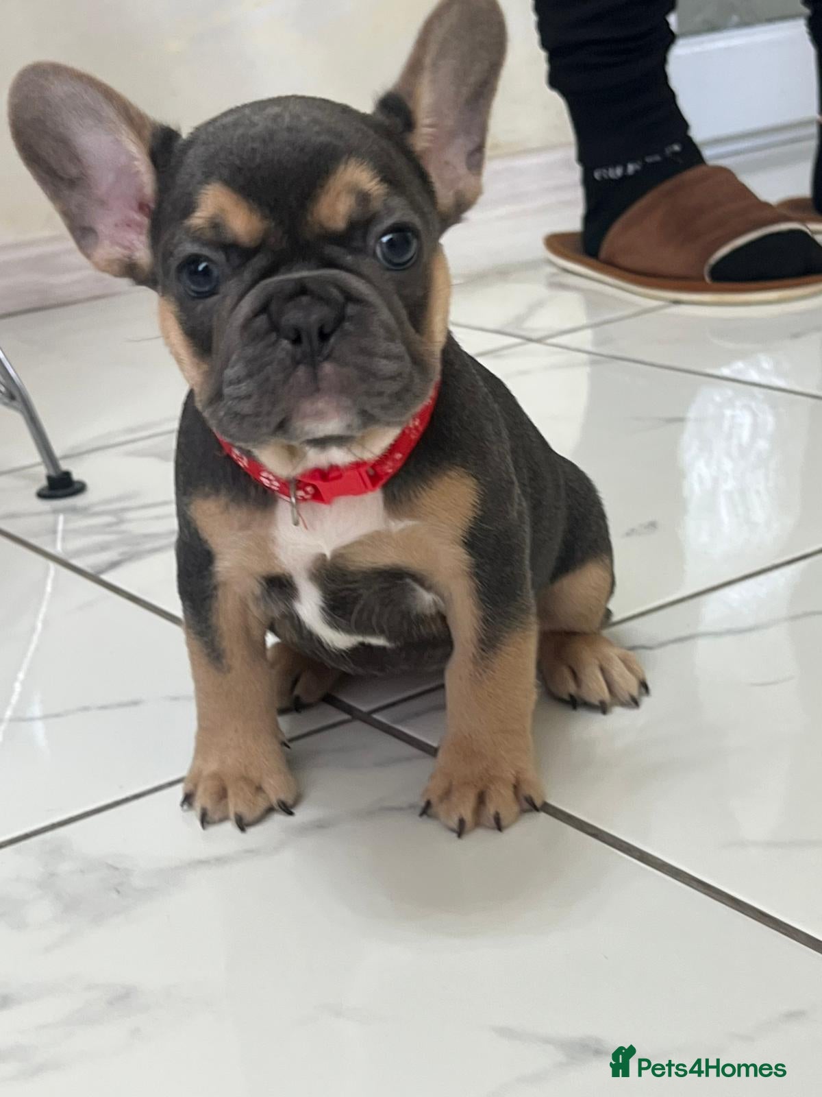 French Bulldog dogs French Bulldog  BLUE 💙 & TAN ,RED GIRL LEFT ✅ - Advert 12
