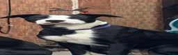 Mixed Breed dogs for sale: Millie & Luna - Advert 3