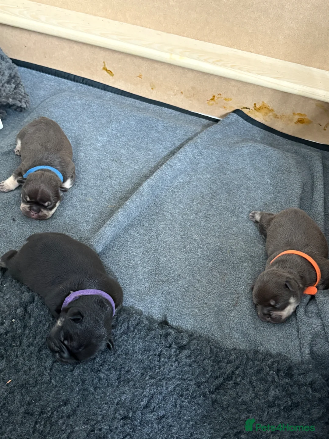 French Bulldog dogs for sale: Gorgeous French Bulldog Pups in Currie - Advert 2