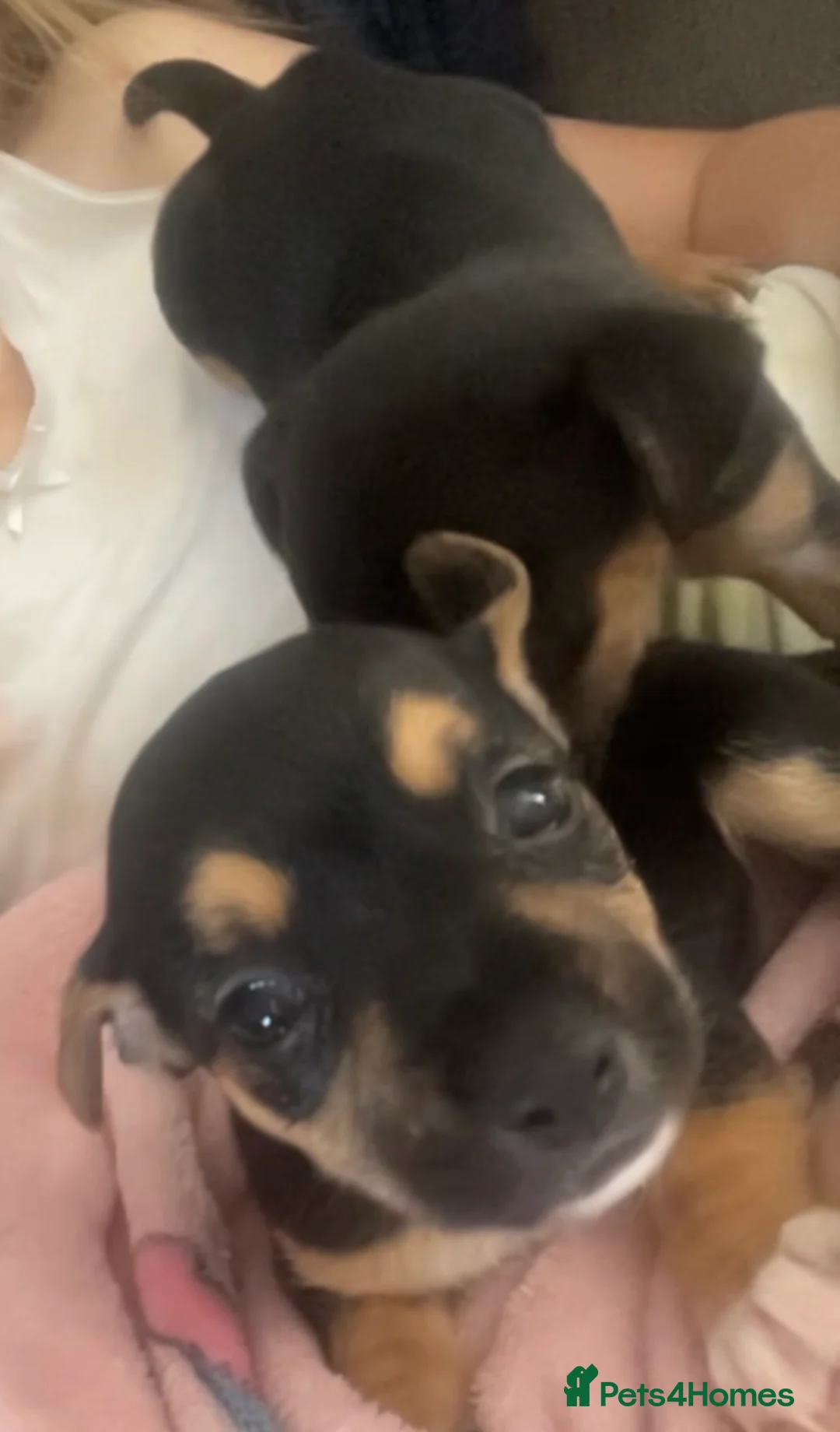 Jack Chi dogs for sale: Jackchi puppies - Advert 1