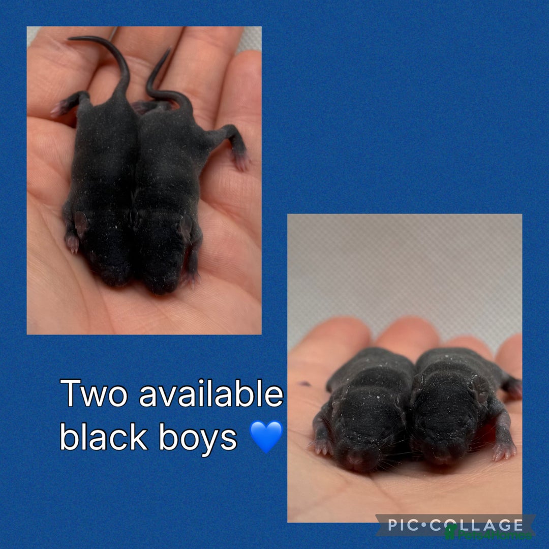 Mouse rodents for sale: Beautiful baby mice for adoption  - Image 1