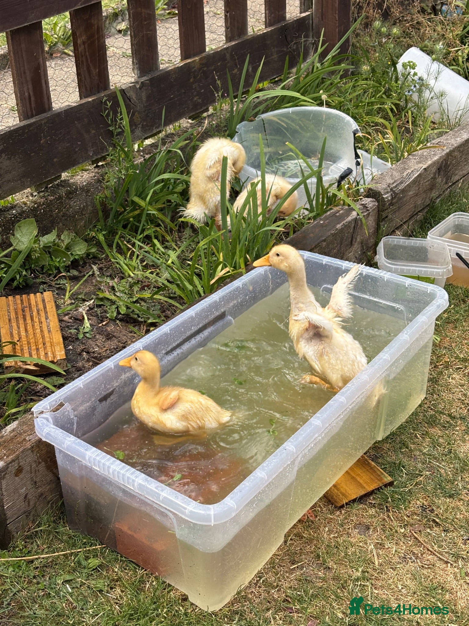 Ducks poultry Very friendly incubator hatched cherry apple yard  - Advert 2