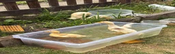 Ducks poultry for sale: Very friendly incubator hatched cherry apple yard  - Advert 2