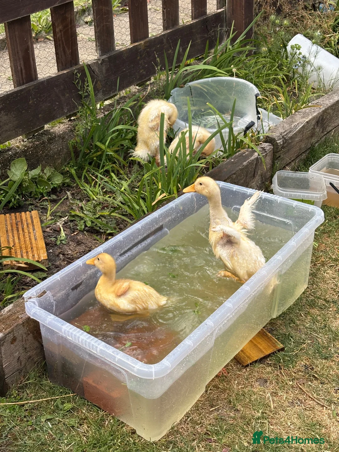 Ducks poultry for sale: Very friendly incubator hatched cherry apple yard  - Advert 2
