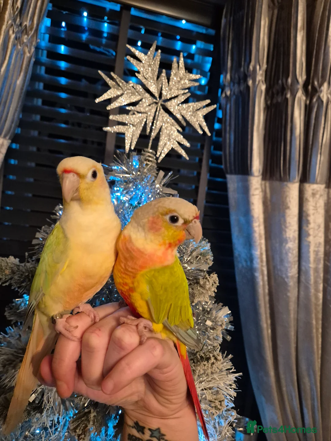 Conures birds for sale: Beauriful Pair of conures - Advert 1