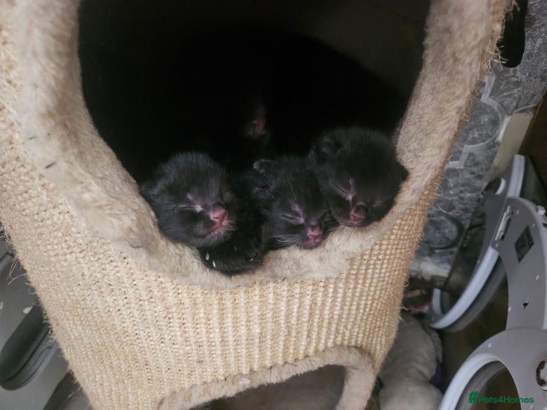 British Shorthair cats for sale: 4 beautiful kittens for sale  - Image 23
