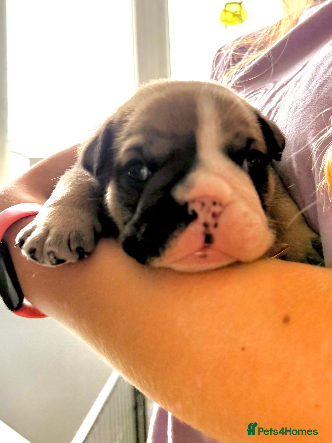 English Bulldog dogs for sale: KC Reg English Bulldog Pups - Image 24