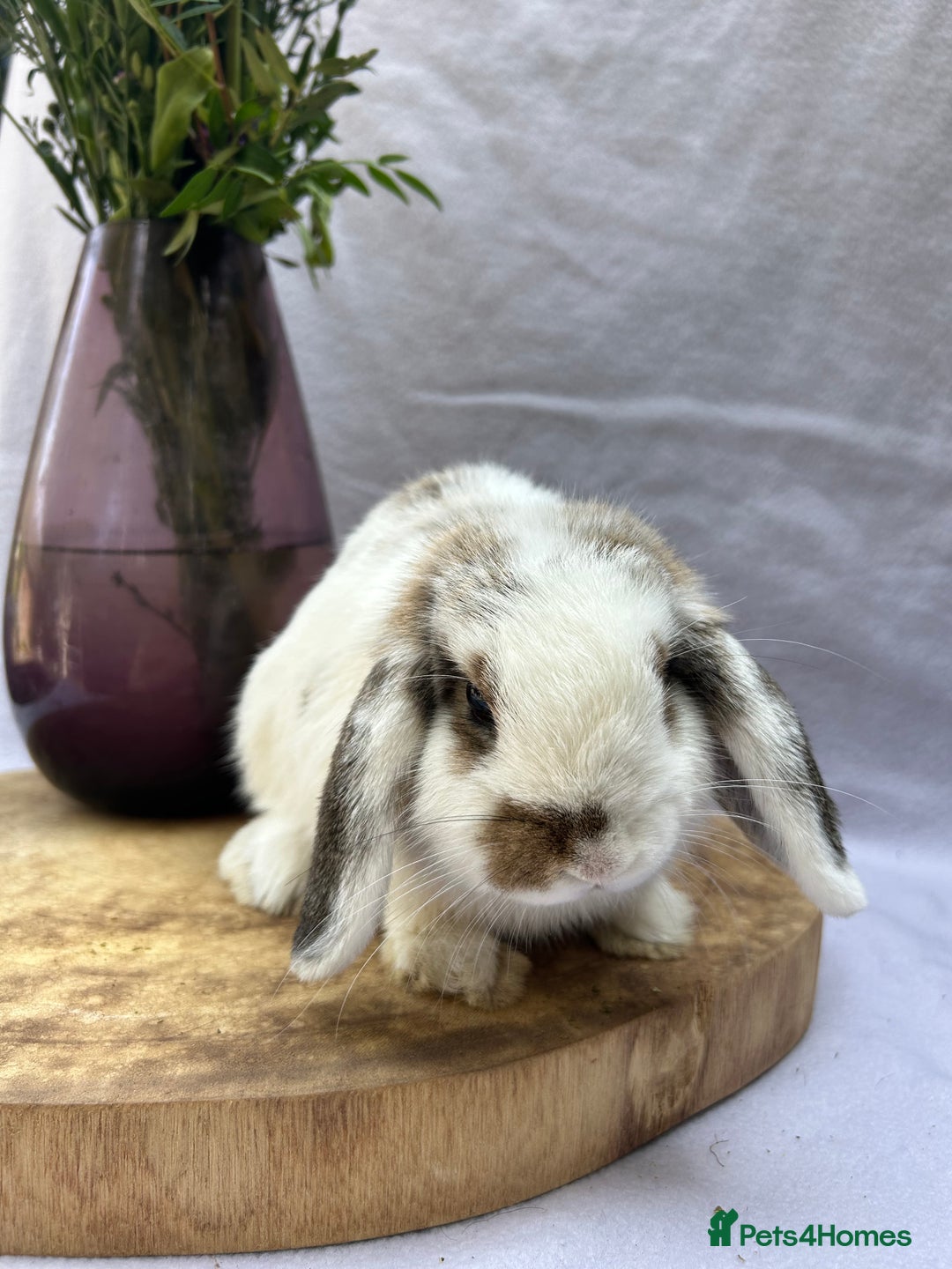 Mini Lop rabbits for sale: *READY TO LEAVE* Gorgeous Mini Lop girl in Norwich - Image 3