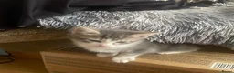 Mixed Breed cats for sale: Two grey one grey and black - Advert 7