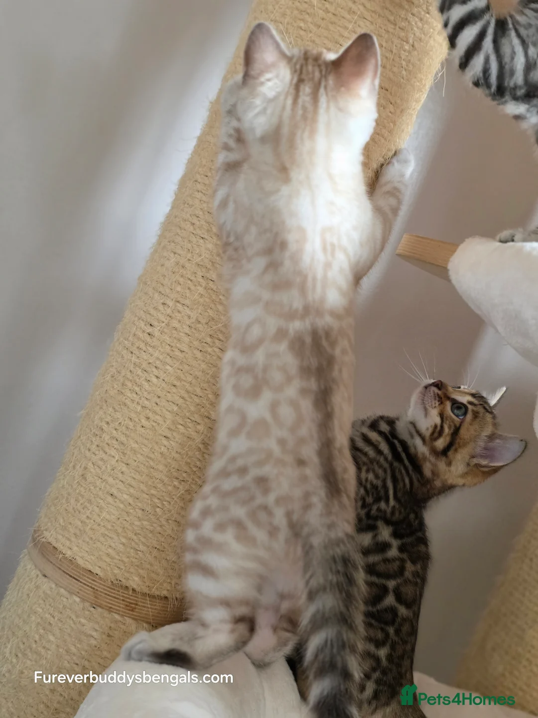 Bengal cats for sale: Gorgeous Rosetted Bengal Kittens  in Congleton - Advert 4