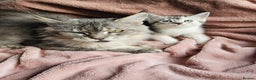 Maine Coon cats for sale: Half Maine Coon kittens - Advert 2