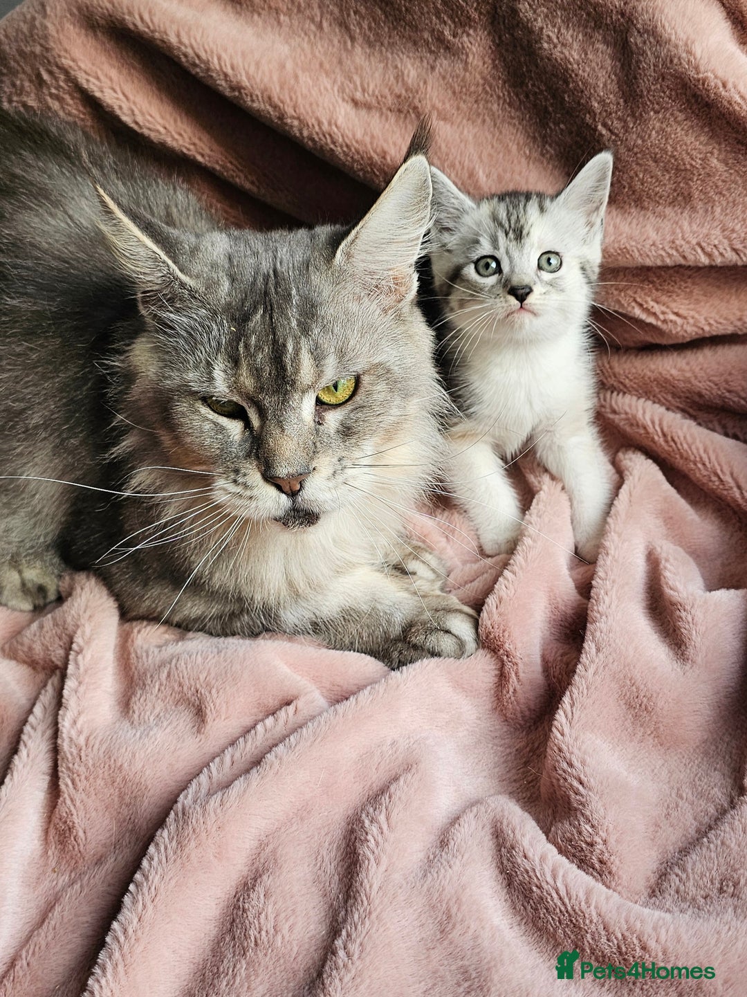 Maine Coon cats for sale: Half Maine Coon kittens - Advert 2