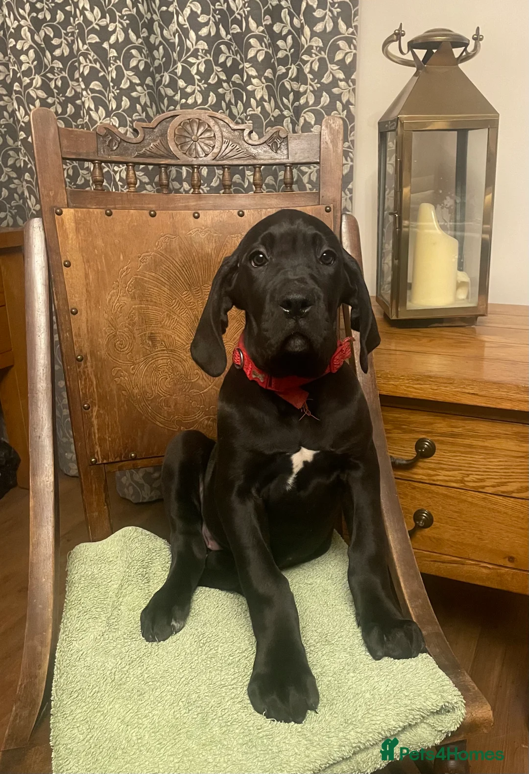 Mixed Breed dogs for sale: STUNNING MASTIFF/GREAT DANE PUPPIES - Advert 14