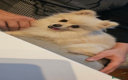 Pomeranian dogs for sale: Beautiful  ** -Size Pomeranian Girl - Image 4