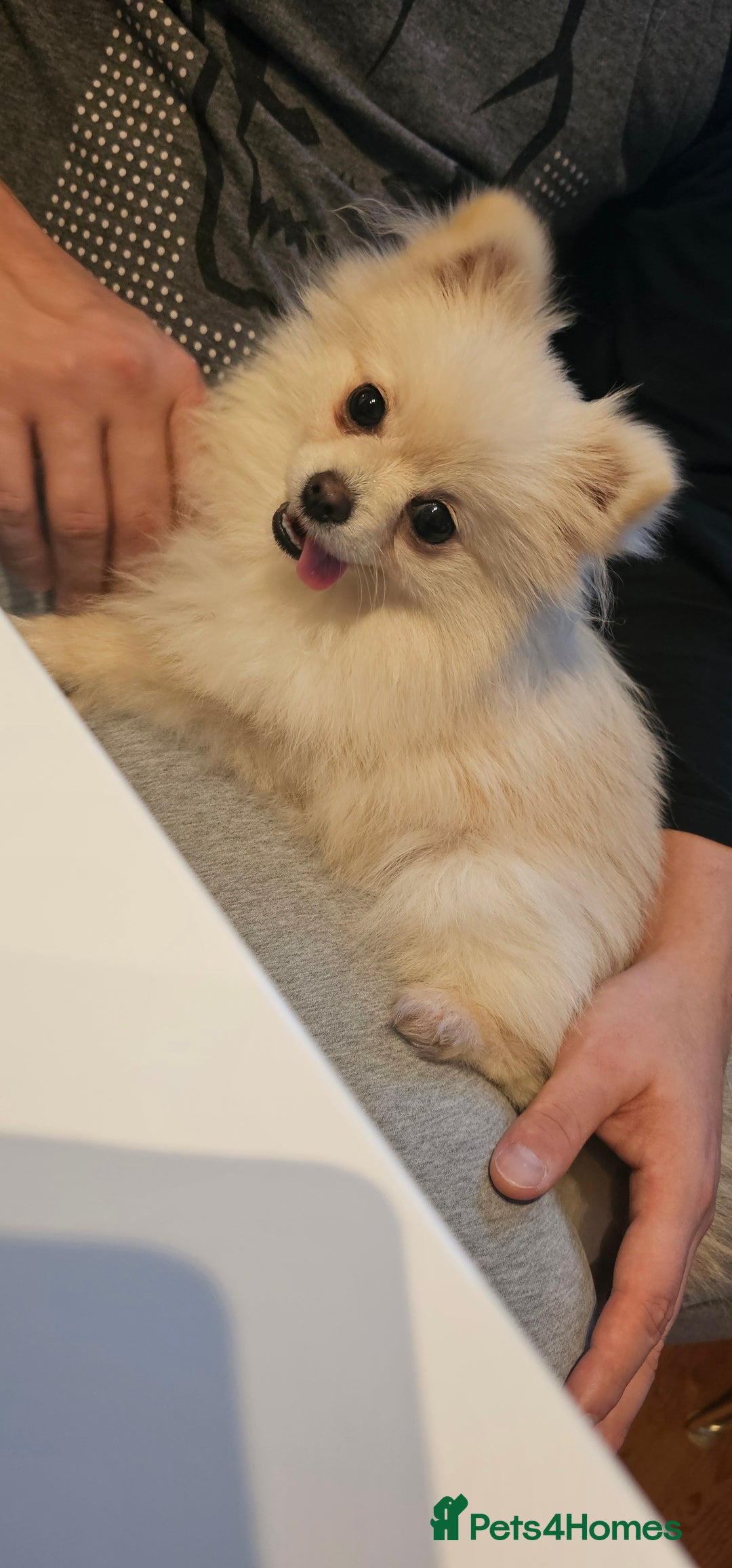 Pomeranian dogs for sale: Beautiful  ** -Size Pomeranian Girl - Image 4