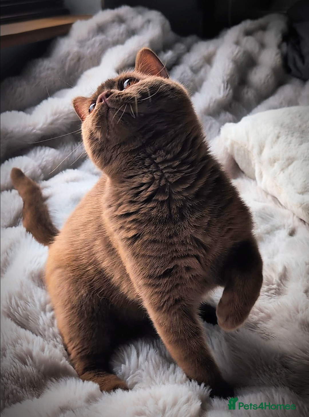 British Shorthair cats for stud: 💦CINNAMON BSH❣️GCCF & TICA active💙STUD 🩸Blood B - Image 11
