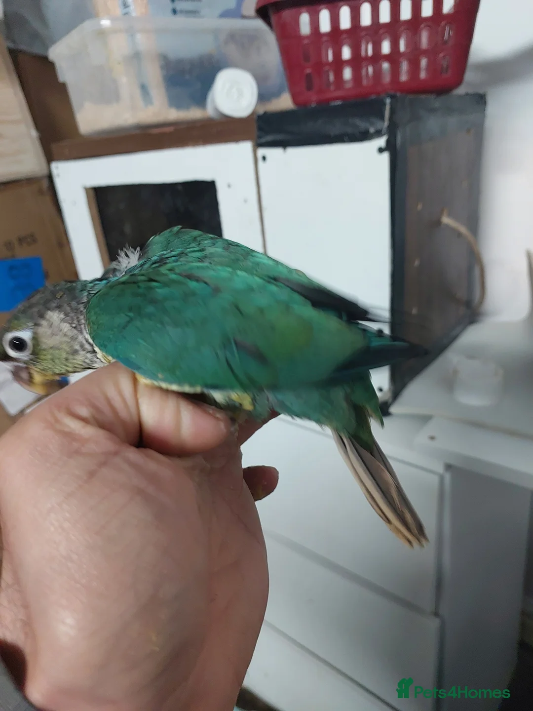 Conures birds for sale: Hand reared super tame conure  - Advert 1