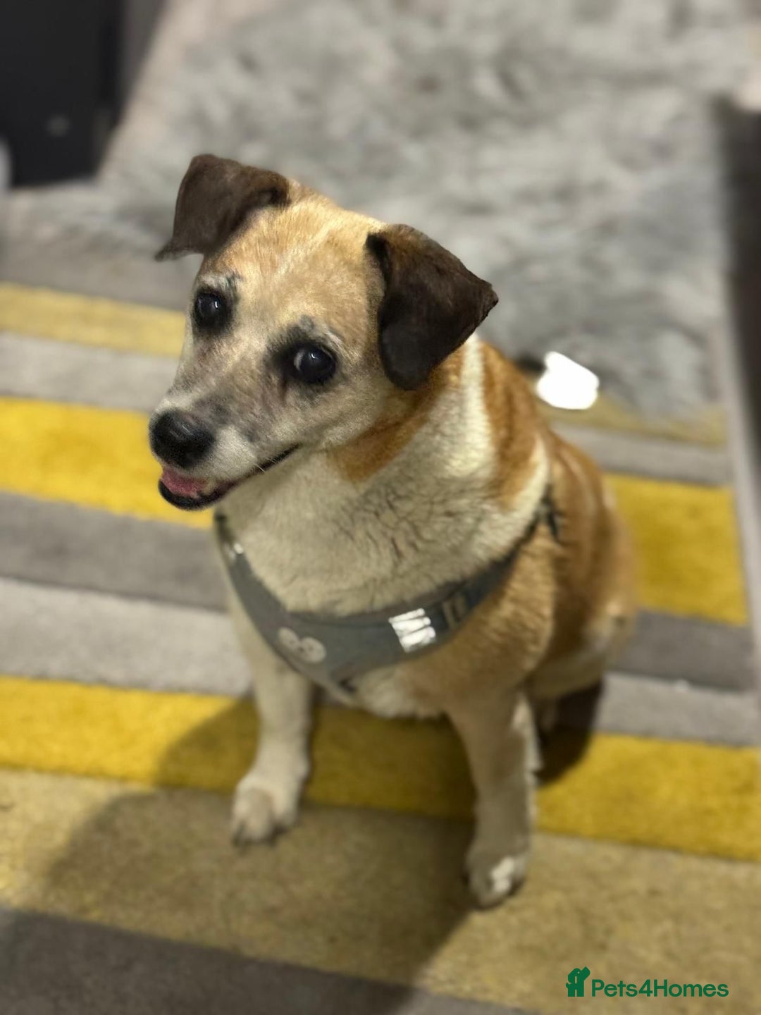 Mixed Breed dogs for adoption: Sweetheart Folti needs her home - Advert 17