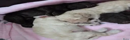 Cockapoo dogs for sale: Cockapoo puppies - Advert 14