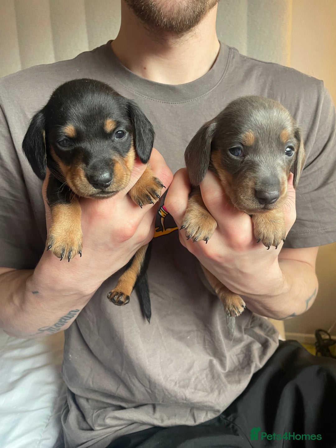 Miniature Dachshund dogs for sale: Miniature dachshund - Advert 5