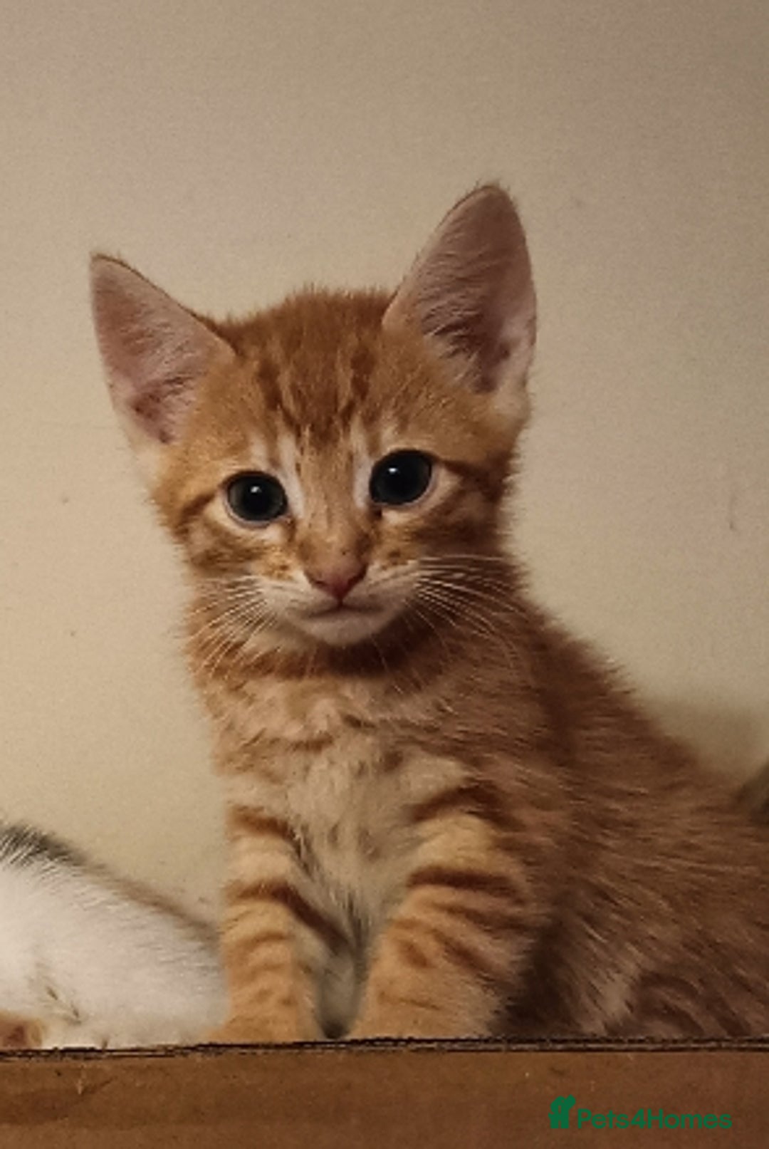 Bengal cats for sale: Bengal Mix Kittens High % Wild Asian Leopard Cat  - Image 16