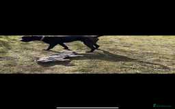 Presa Canario dogs for sale: Presa canario 4 years old  - Image 4