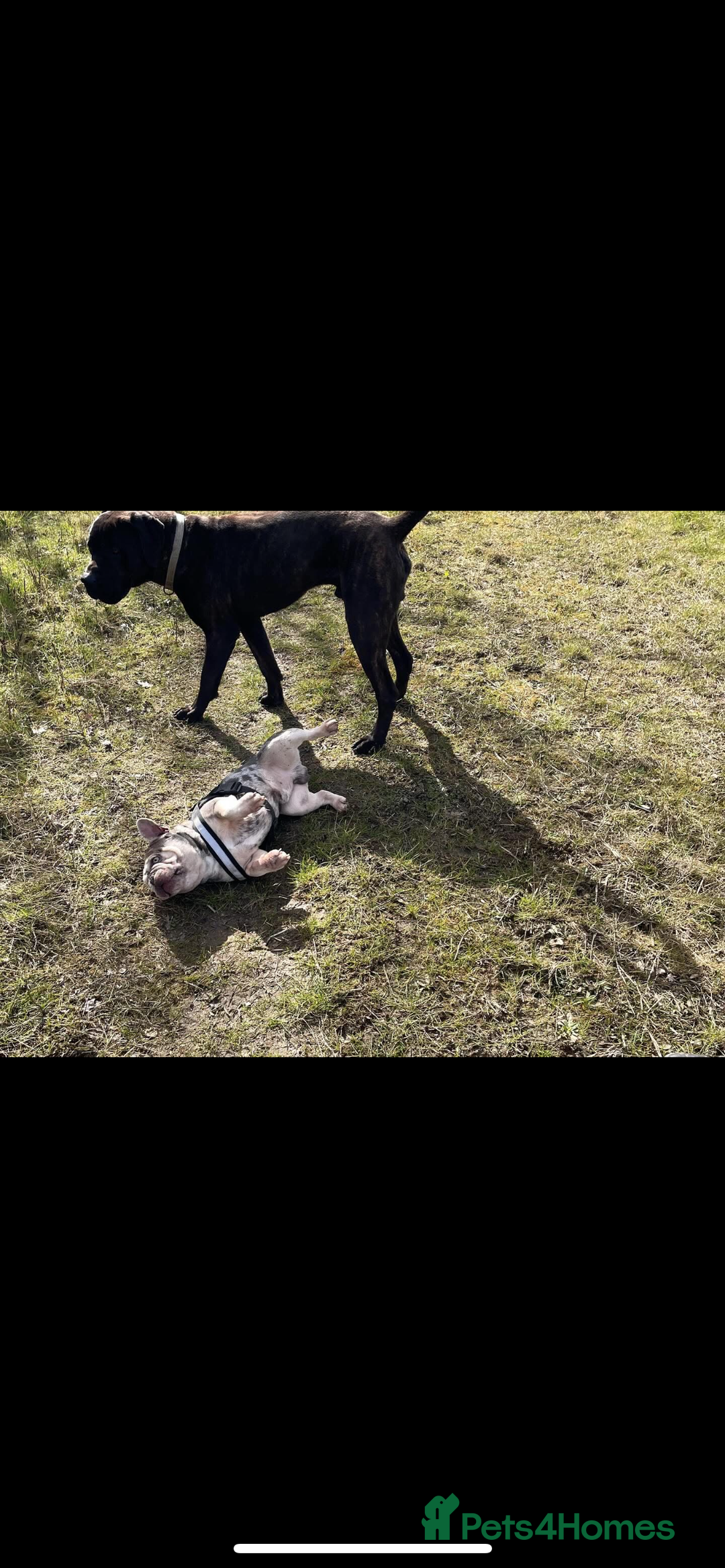 Presa Canario dogs for sale: Presa canario 4 years old  - Image 4