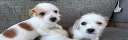 Mixed Breed dogs for sale: Jack Russel terriers  - Advert 2