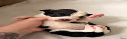 Mixed Breed dogs for sale: 🐾✨ TWO Border Collie x Blue Heeler Pups left ✨🐾 - Advert 32