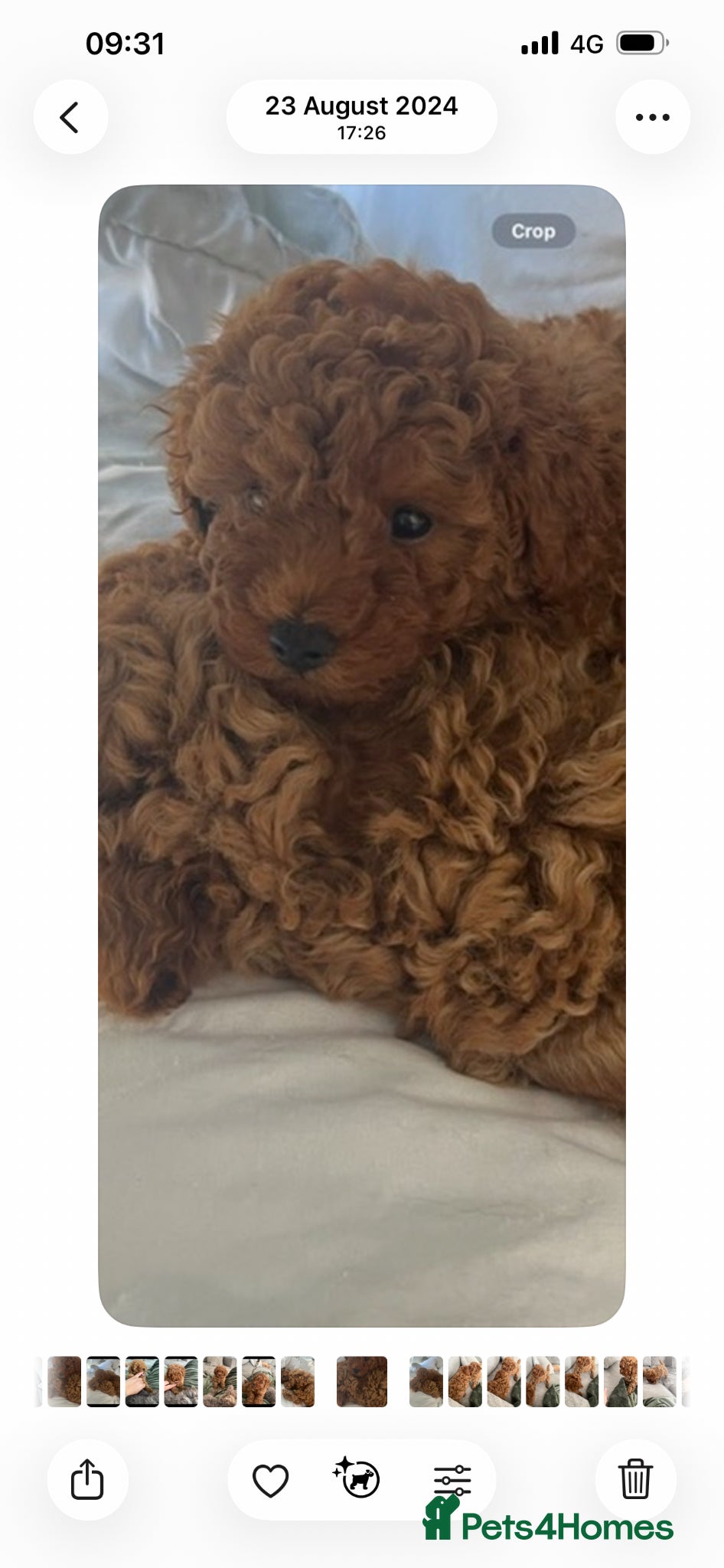 Toy Poodle dogs  KC REGISTERED Beautiful Red Toy poodle puppies  - Advert 3