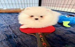 Pomeranian dogs for sale: 🐾✨ Rare White Extra Tiny Size Pomeranian Puppies  - Image 15